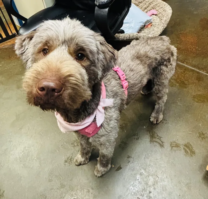 An adult medium-sized female Gray / Blue / Silver Poodle dog named Lulu for adoption in Council Bluffs, IA
