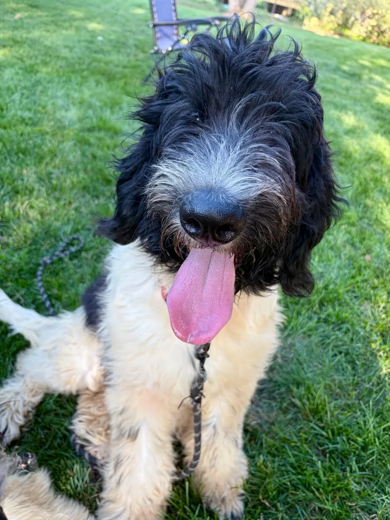 A baby large-sized male Black Newfoundland Dog dog named Travis Kelsey for adoption in Orland Park, IL