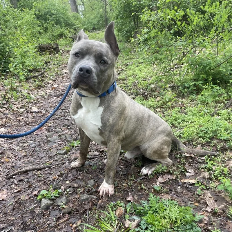 An adult large-sized male Brindle Pit Bull Terrier dog named Roku for adoption in Birdsboro, PA