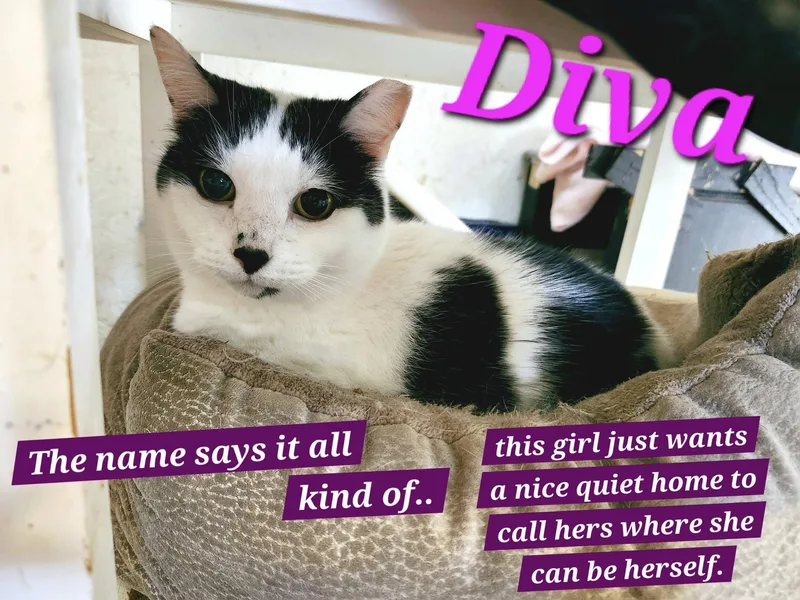 Diva