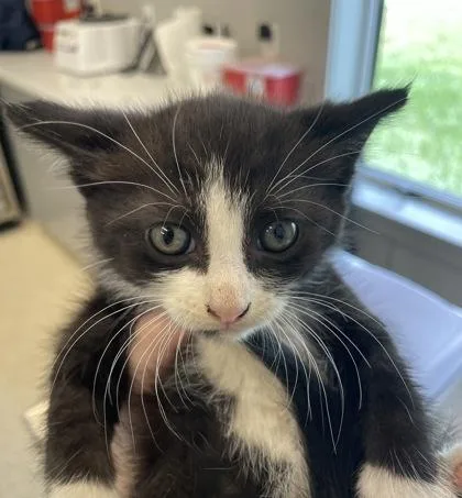 An adult large-sized male Domestic Short Hair cat named Charming for adoption in Lafayette, IN