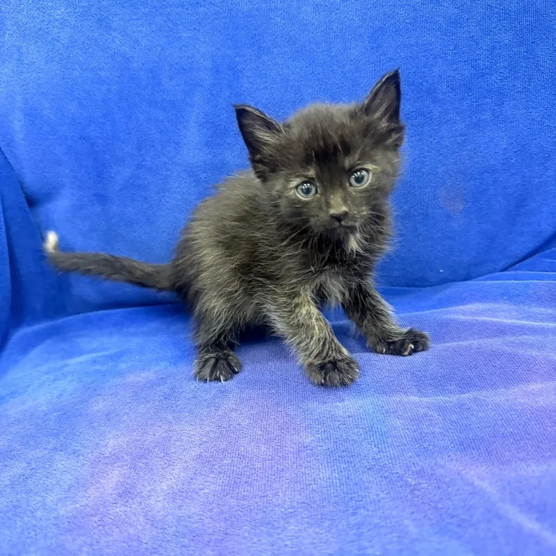 A baby small-sized female Black Domestic Short Hair cat named Carnation for adoption in Jupiter, FL