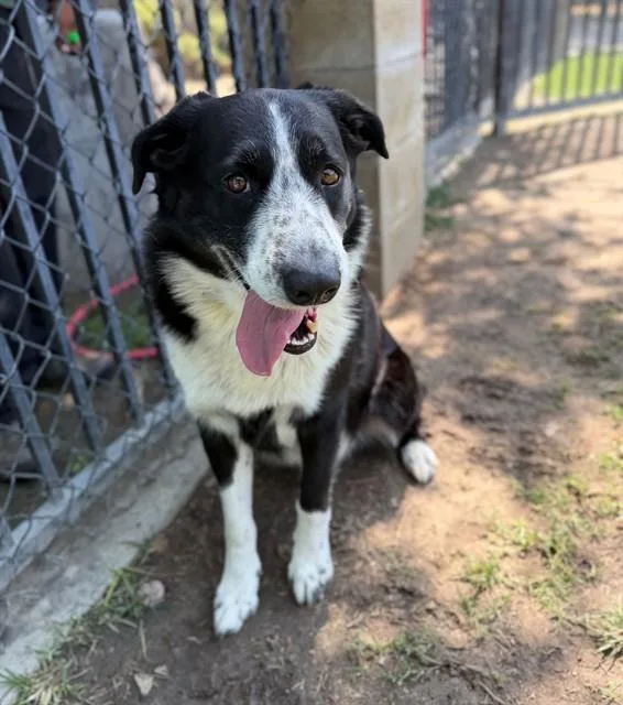 An adult large-sized male Australian Cattle Dog / Blue Heeler dog named Tucker for adoption in Riverside, CA
