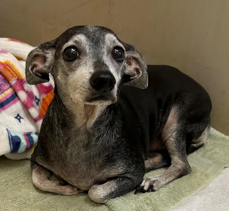 A senior medium-sized female Chihuahua dog named Bella for adoption in Cottonwood, AZ