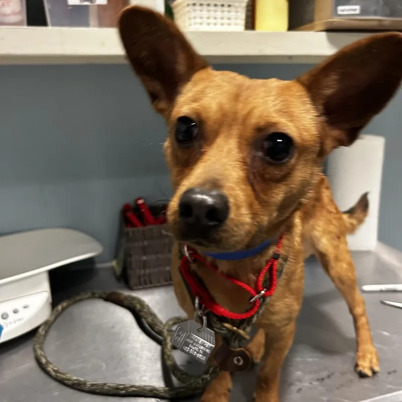 A young small-sized male Yellow / Tan / Blond / Fawn Mixed Breed dog named Diesel for adoption in Chattanooga, TN
