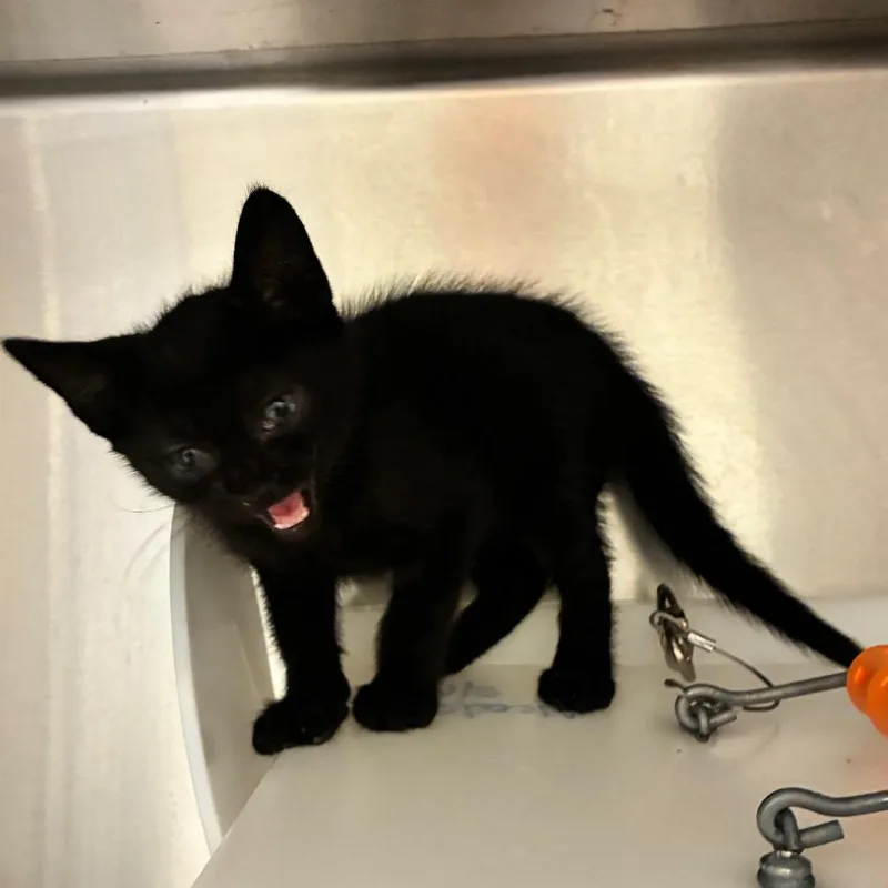 A baby small-sized female Black Domestic Short Hair cat named Miss Smile for adoption in Columbus, GA