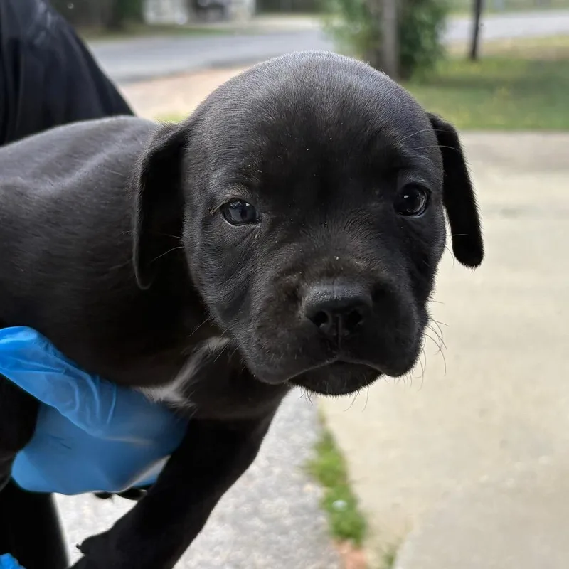 A baby small-sized male Black Mixed Breed dog named Pesto for adoption in Milton, FL