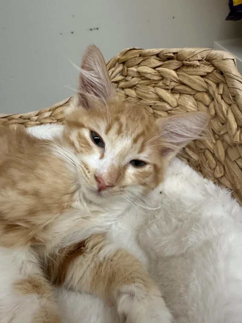 A baby medium-sized male Orange & White Domestic Medium Hair cat named Apricot for adoption in Mount Rainier, MD