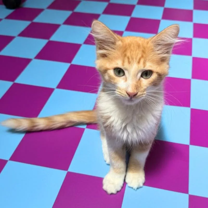 Apricot thumbnail 2