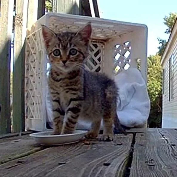 A baby small-sized female Brown / Chocolate Domestic Short Hair cat named Tea Cup for adoption in Greensboro, NC