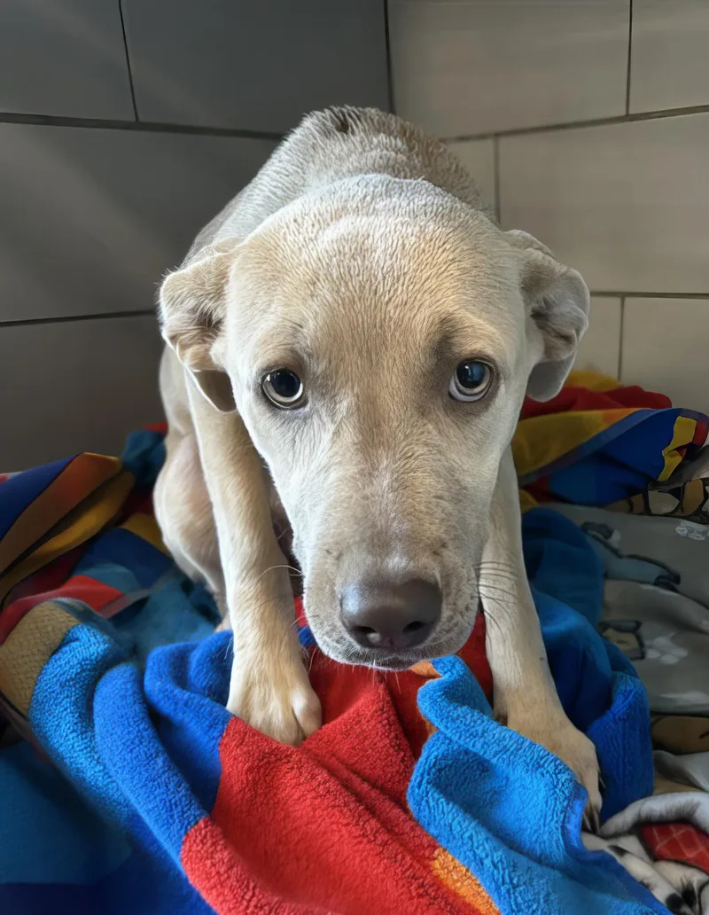 A young medium-sized female Gray / Blue / Silver Mixed Breed dog named Skedaddle for adoption in Nashville, TN