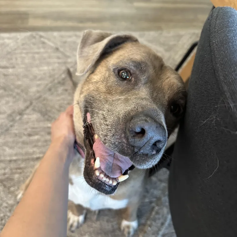 A senior medium-sized female Mixed Breed dog named Kahlua for adoption in San Antonio, TX