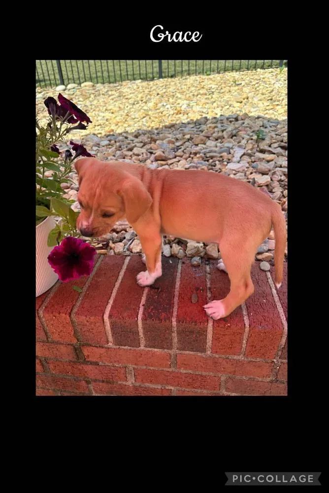 A baby medium-sized female Brown / Chocolate Beagle dog named Grace for adoption in Willingboro, NJ