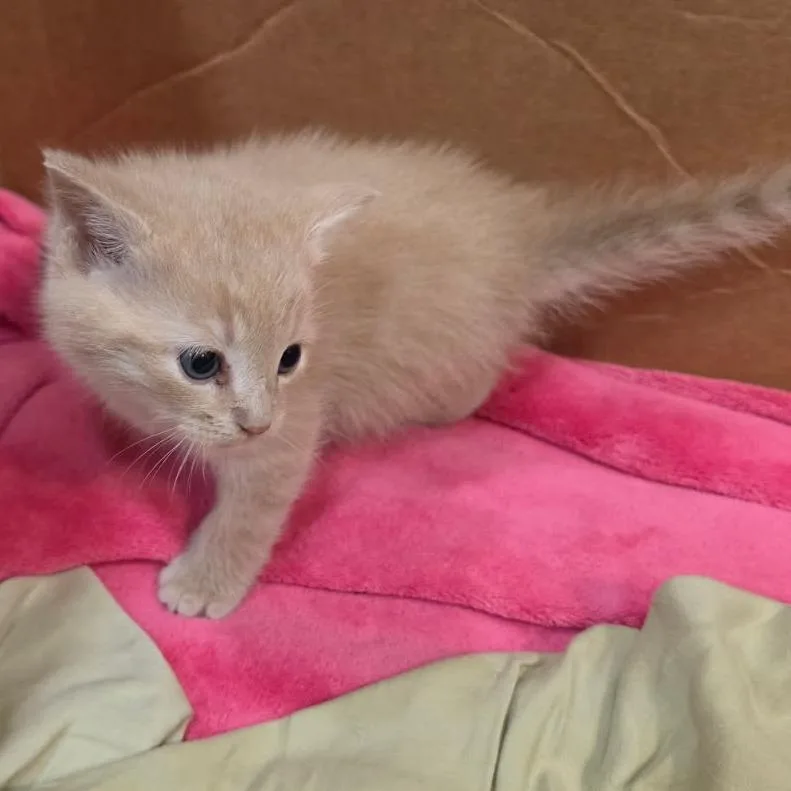 Buttercup thumbnail 2