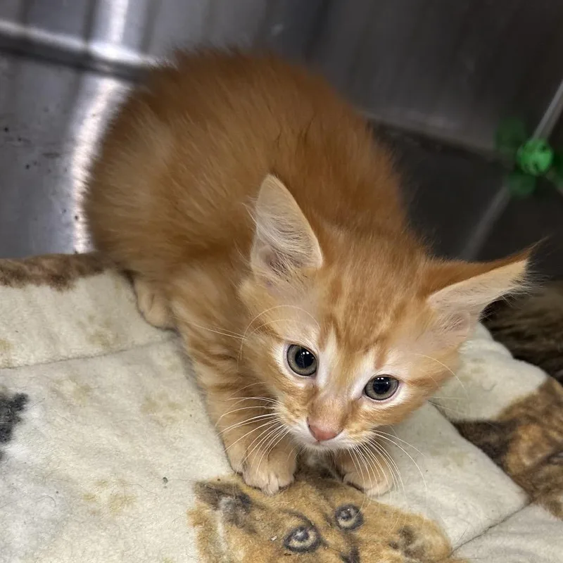 A baby small-sized male Orange / Red Domestic Short Hair cat named Frito for adoption in Hannibal, MO