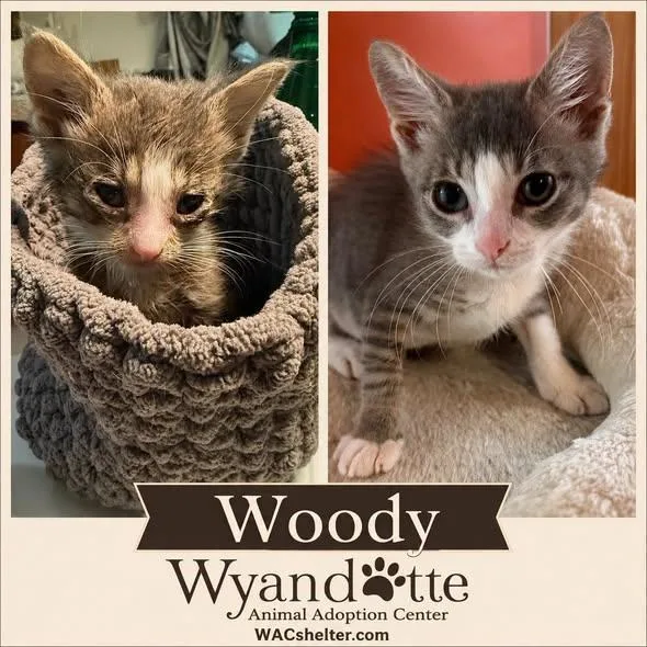 A baby medium-sized male Tabby (Gray / Blue / Silver) Domestic Short Hair cat named Woody for adoption in Wyandotte, MI