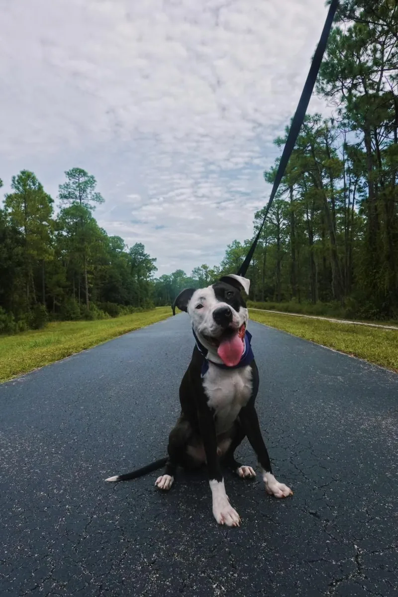 A young medium-sized male Boxer dog named Smurf for adoption in tampa, FL
