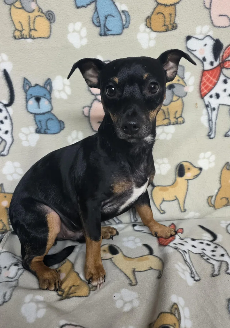 An adult small-sized male Black Chihuahua dog named Kyler for adoption in Dallas, GA