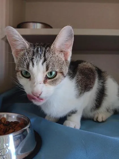 An adult medium-sized female Domestic Short Hair cat named Nimbus for adoption in Columbus, IN