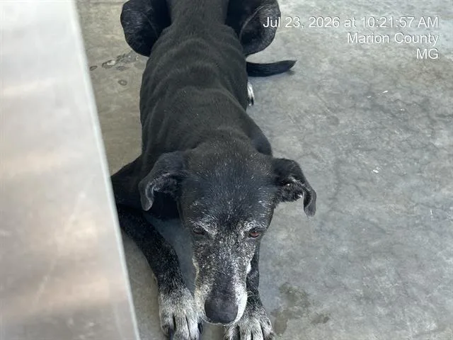 A senior large-sized female Labrador Retriever dog named A for adoption in Ocala, FL