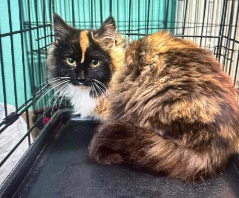 A baby large-sized female Domestic Short Hair cat named Diva for adoption in Dalton, GA