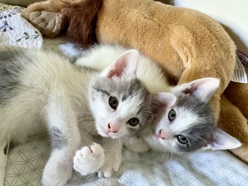 A baby medium-sized female Gray & White Domestic Short Hair cat named Ava And Aspen for adoption in Medford, MA