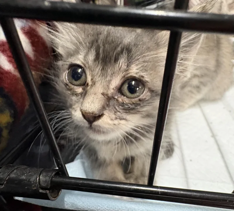 A baby small-sized female Domestic Short Hair cat named Hunter for adoption in Mexico, MO