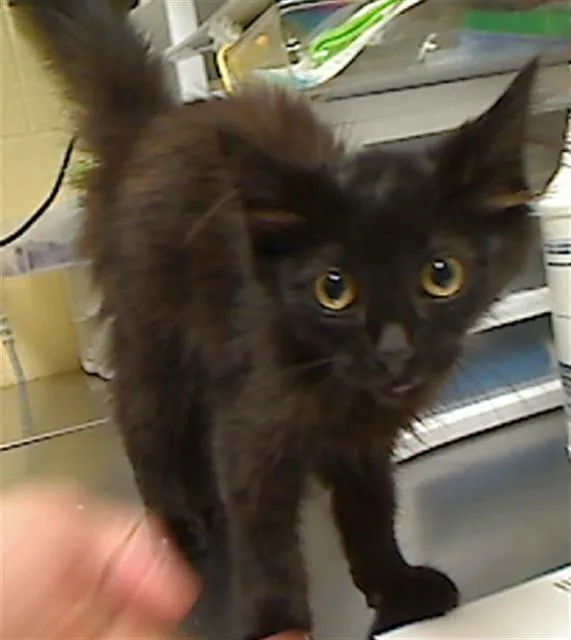 A baby medium-sized female Domestic Short Hair cat named Meelo for adoption in Cookeville, TN