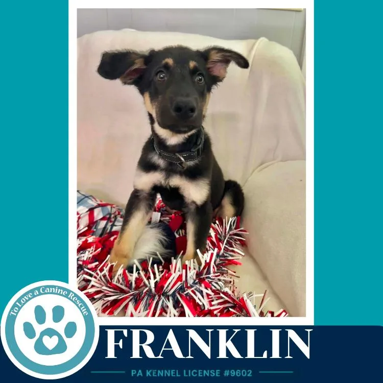 Franklin thumbnail 2