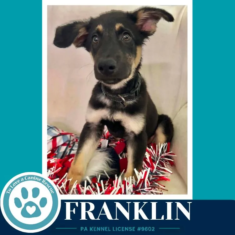 Franklin thumbnail 3