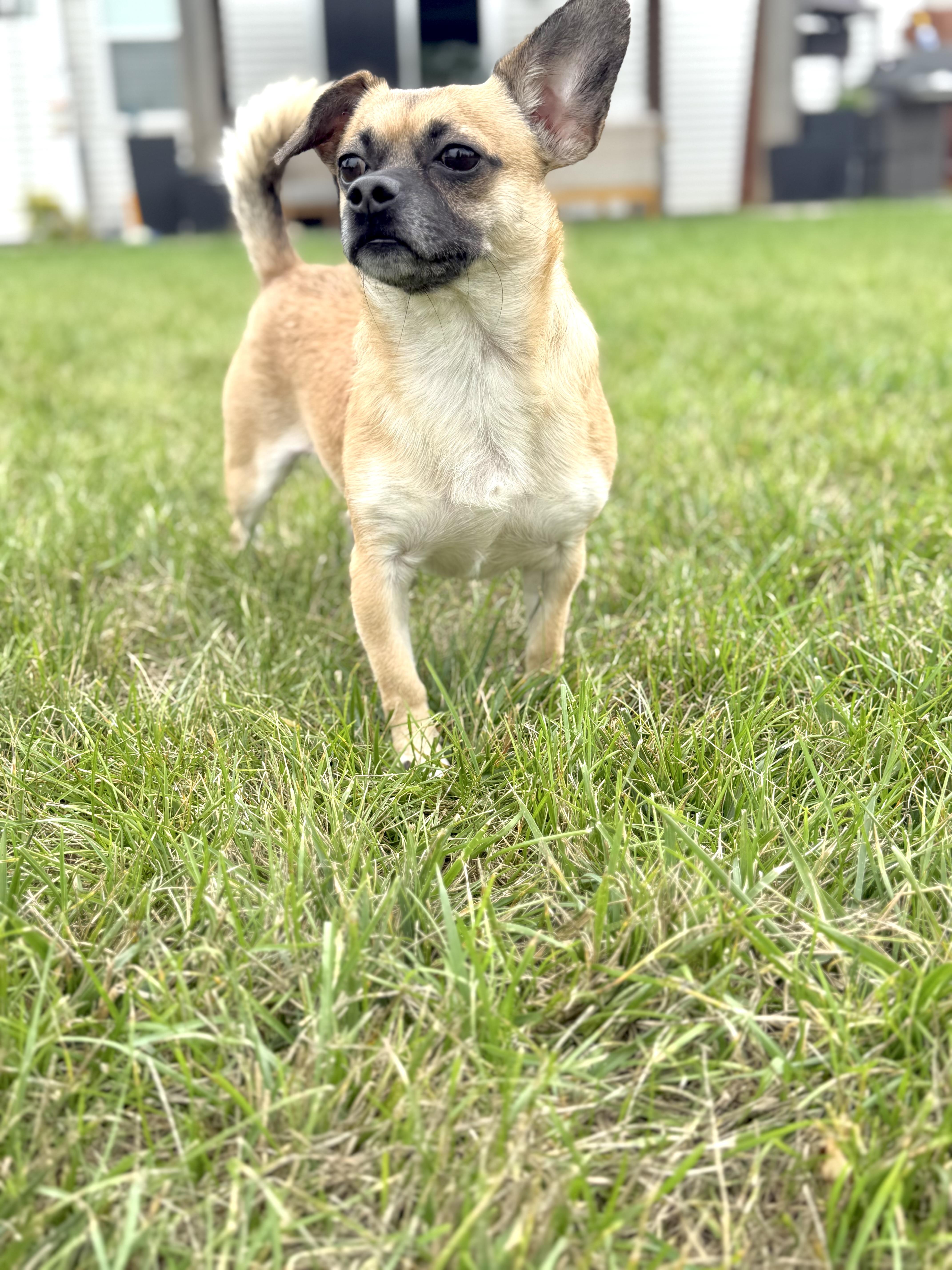 Oscar