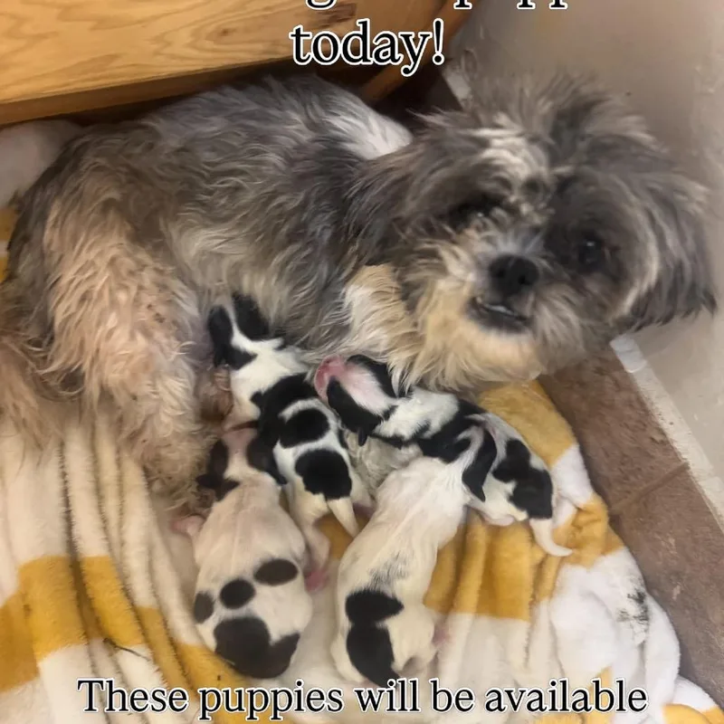 An adult small-sized female Shih Tzu dog named Ariel for adoption in Phoenix, AZ