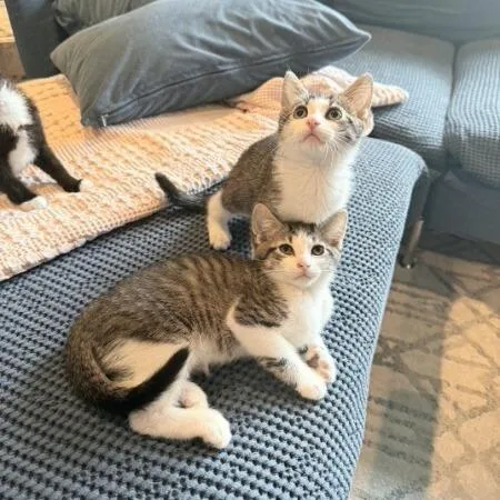 A baby small-sized male Gray / Blue / Silver American Shorthair cat named Mischief for adoption in Brooklyn, NY