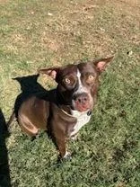 An adult medium-sized female Staffordshire Bull Terrier dog named Ruth for adoption in La Grange, TX