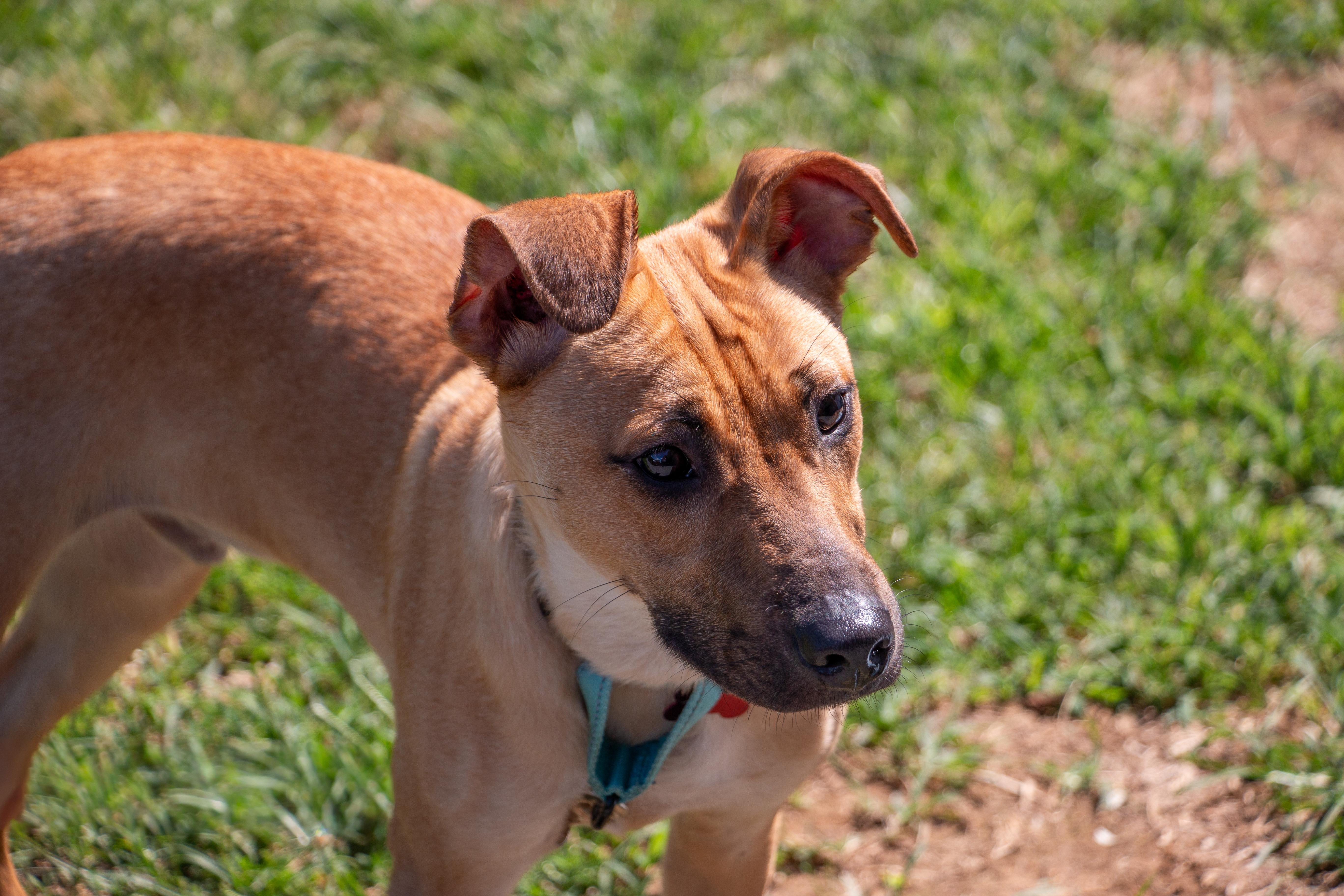 A young medium-sized male German Shepherd Dog dog named Monty SweetPie for adoption in Houston, TX