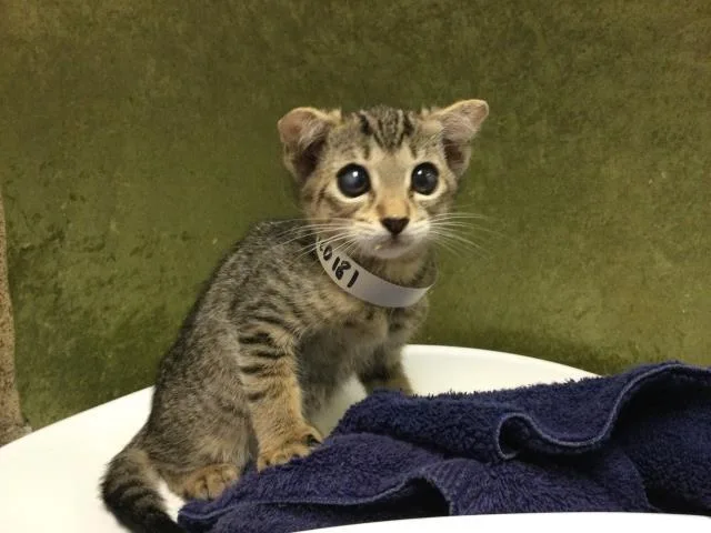 A baby small-sized female Domestic Short Hair cat named Cubi for adoption in Riverside, CA