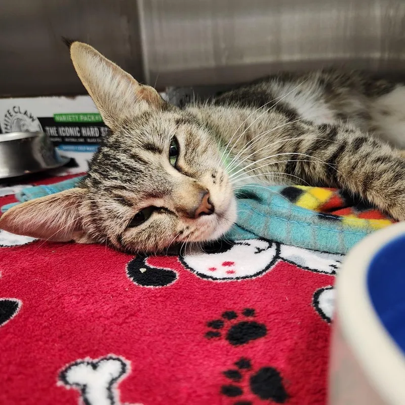 An adult medium-sized female Brown / Chocolate Domestic Short Hair cat named Poppy for adoption in Fort Wayne, IN