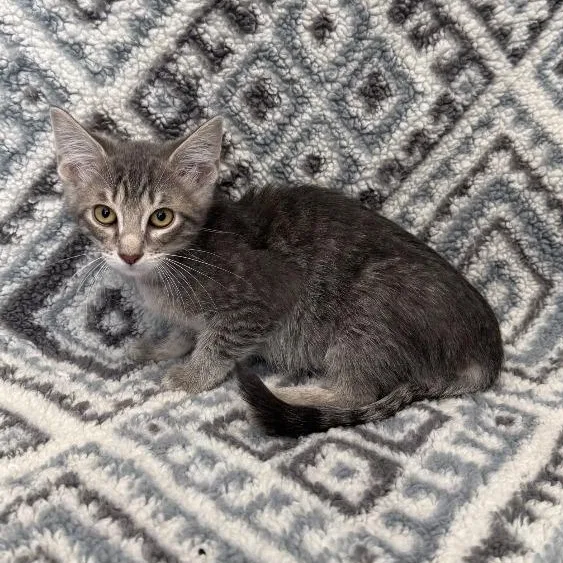 A baby medium-sized male Gray & White Domestic Long Hair cat named Coriander for adoption in Benld, IL
