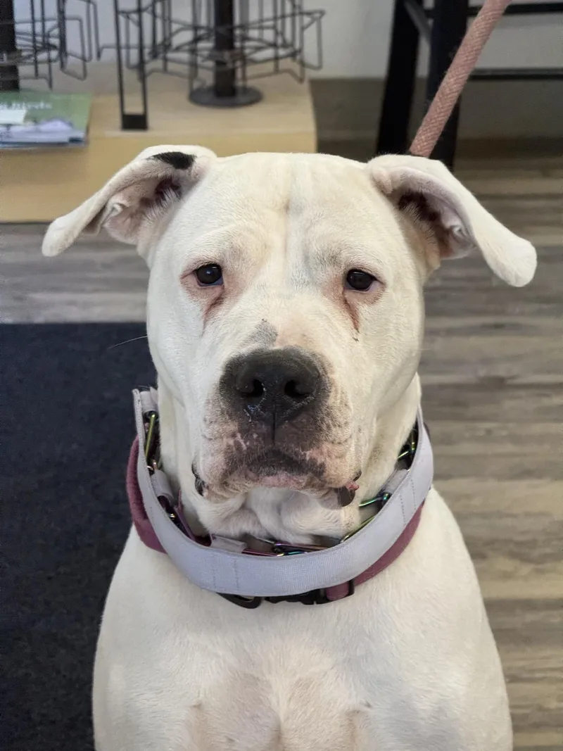 An adult large-sized female White / Cream Dogo Argentino dog named Yuki for adoption in Sonora, CA