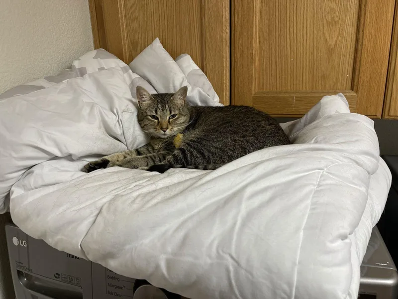 An adult medium-sized female Domestic Short Hair cat named Penny for adoption in Woodland, CA