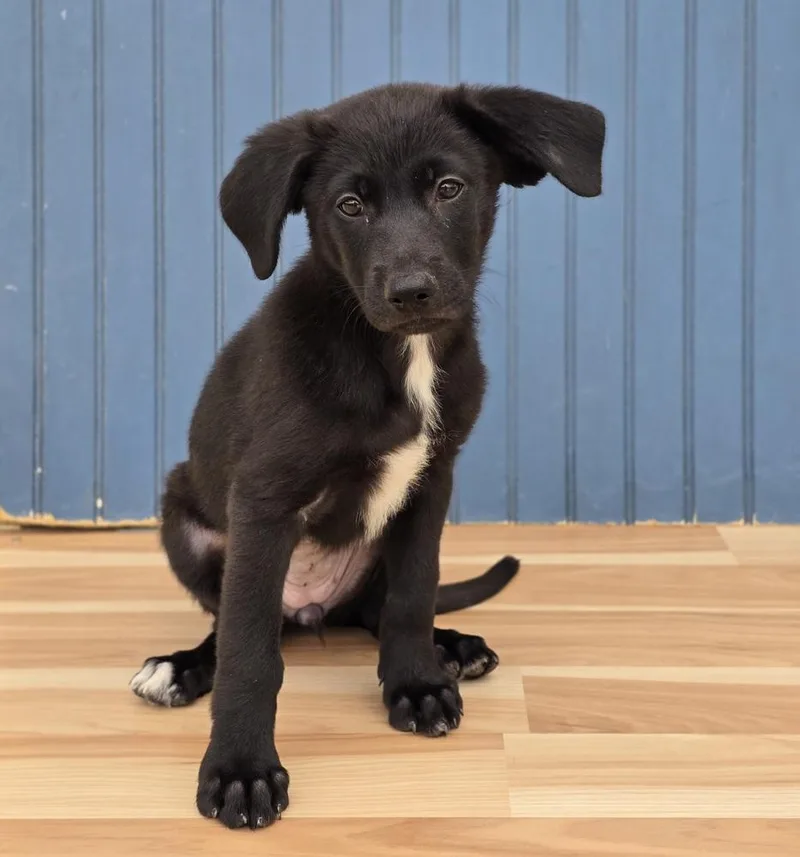 Mabel thumbnail 2