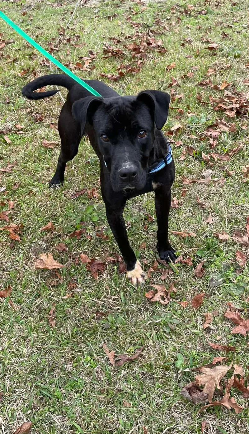 An adult large-sized male Pit Bull Terrier dog named Dice Louisiana for adoption in Rockaway, NJ