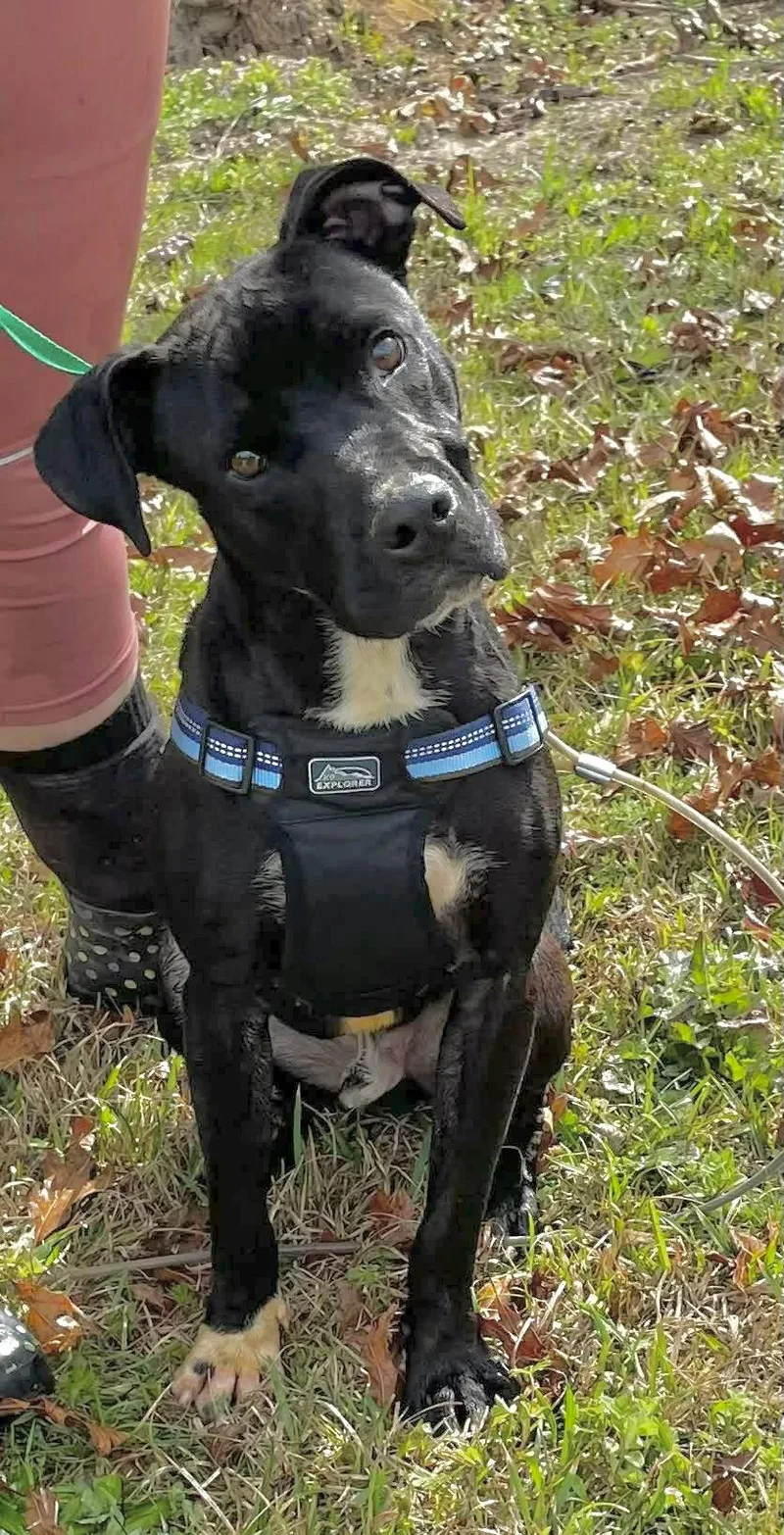 Dice Louisiana thumbnail 2