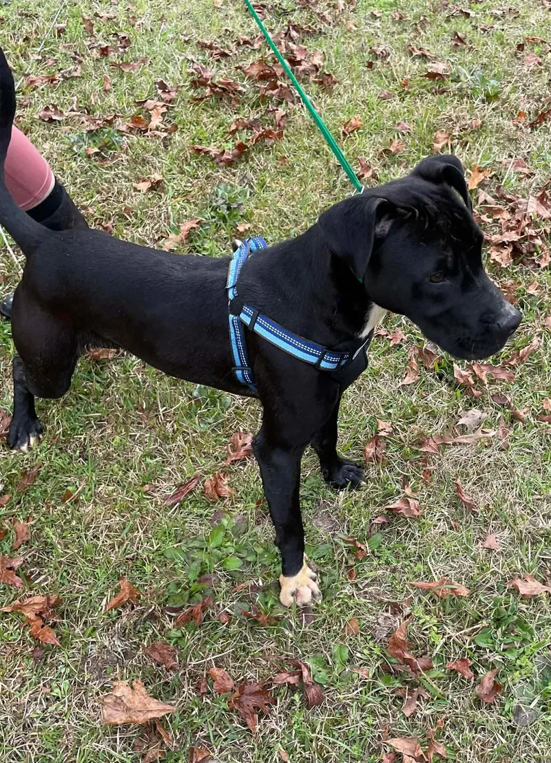 Dice Louisiana thumbnail 3