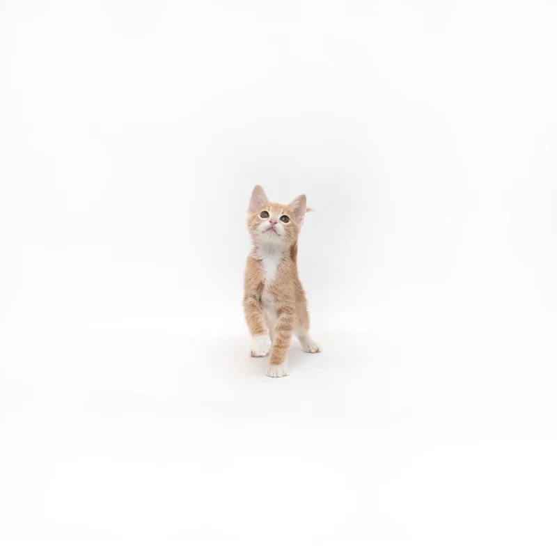 A baby small-sized male Orange / Red Domestic Short Hair cat named Yahtzee for adoption in Playa Vista, CA