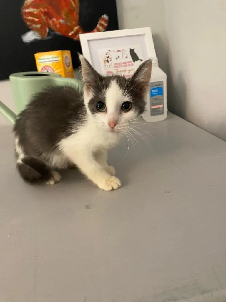 A baby medium-sized female Domestic Short Hair cat named Portia for adoption in Cumming, GA