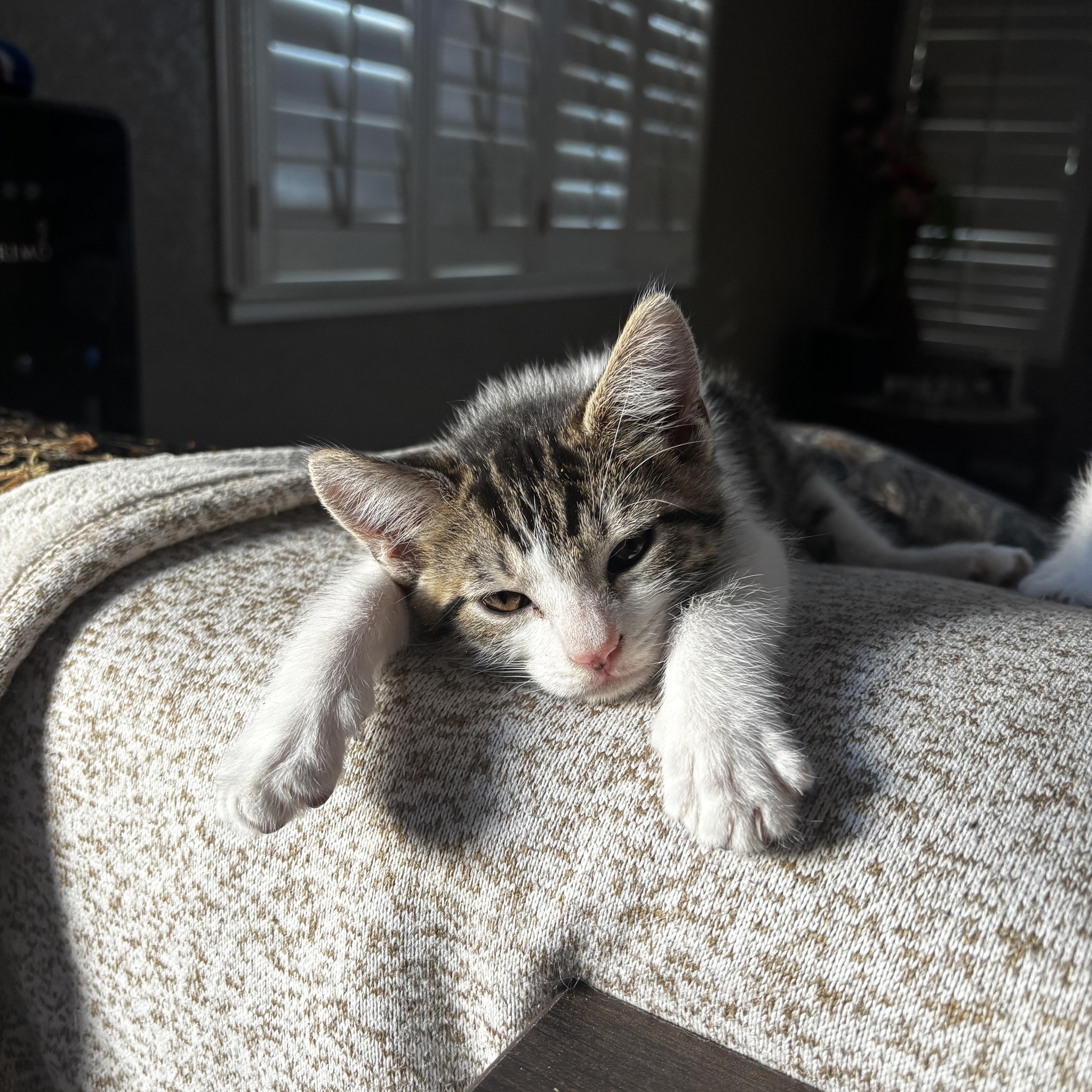 A baby medium-sized male Tabby (Brown / Chocolate) Domestic Short Hair cat named Conan INDOOR ONLY for adoption in Stockton, CA