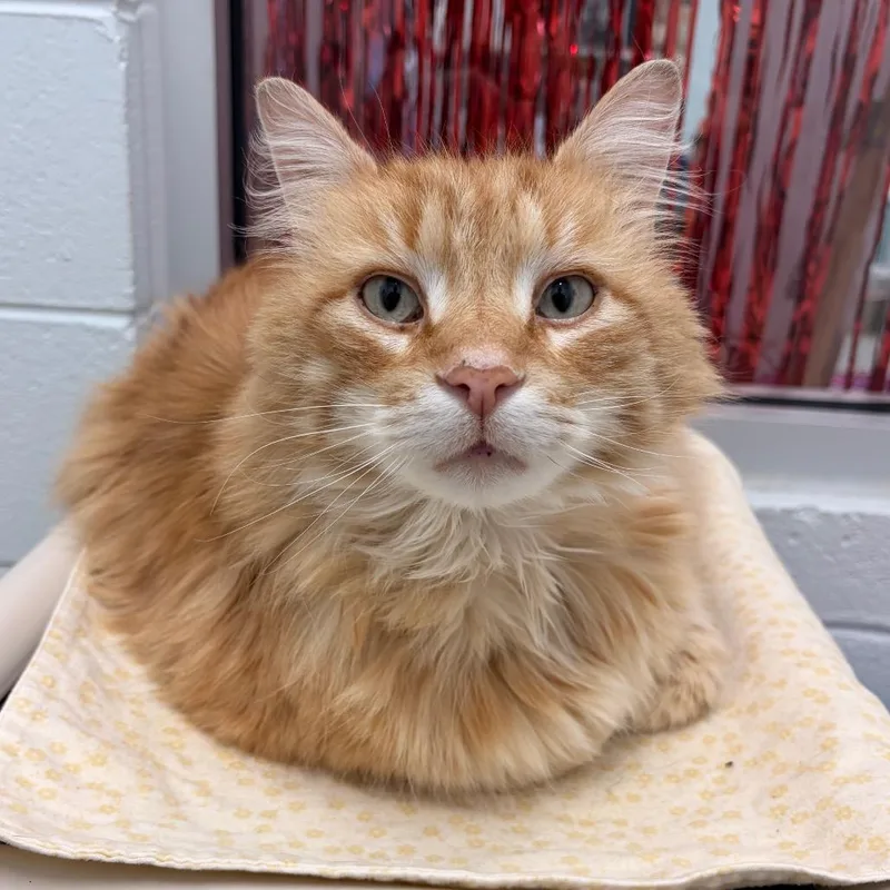 An adult large-sized male Orange / Red Domestic Long Hair cat named Mufasa for adoption in Marshall, VA