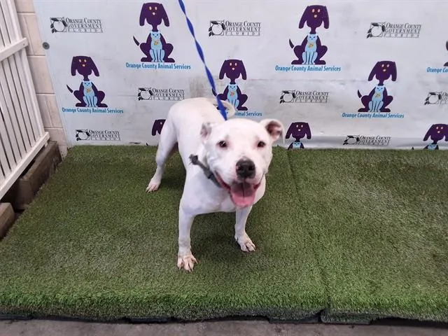 An adult medium-sized male Pit Bull Terrier dog named Yoshi for adoption in Orlando, FL
