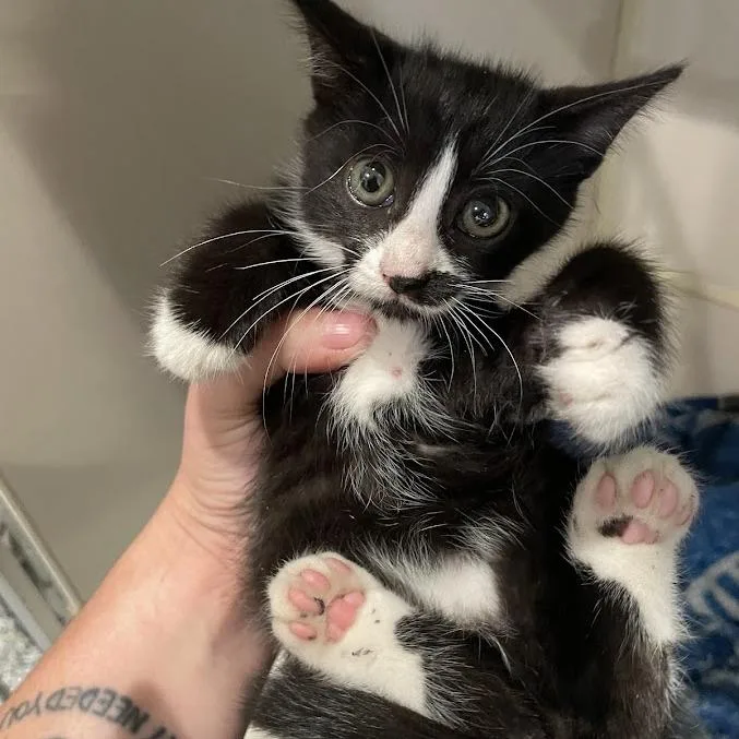 A baby small-sized female Black Domestic Short Hair cat named Kudzu for adoption in Port Charlotte, FL